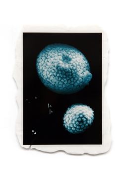 Pl.11_ Deux spicules et cinq a — 2024